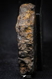 21380 - Sericho Pallasite Meteorite Polished Section 23.1g Fell in Kenya