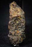 21380 - Sericho Pallasite Meteorite Polished Section 23.1g Fell in Kenya