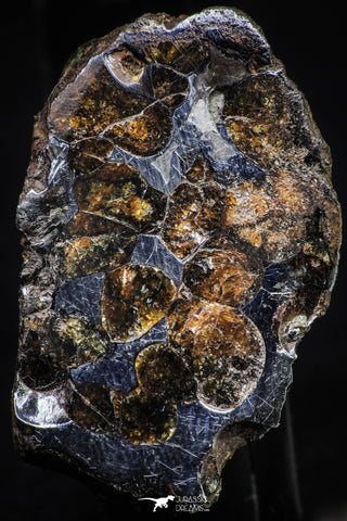 21381 -  Sericho Pallasite Meteorite Polished Section 24g Fell in Kenya