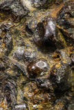 21381 -  Sericho Pallasite Meteorite Polished Section 24g Fell in Kenya