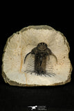 30268 - Top Rare 1.97 Inch Quadrops flexuosa Devonian Trilobite