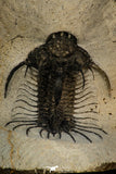 30268 - Top Rare 1.97 Inch Quadrops flexuosa Devonian Trilobite