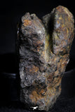 21383 -  Sericho Pallasite Meteorite Polished Section 20.4g Fell in Kenya