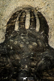 30268 - Top Rare 1.97 Inch Quadrops flexuosa Devonian Trilobite