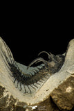 30268 - Top Rare 1.97 Inch Quadrops flexuosa Devonian Trilobite