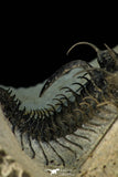 30268 - Top Rare 1.97 Inch Quadrops flexuosa Devonian Trilobite