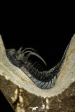 30268 - Top Rare 1.97 Inch Quadrops flexuosa Devonian Trilobite