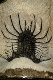 30268 - Top Rare 1.97 Inch Quadrops flexuosa Devonian Trilobite