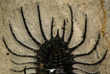 30268 - Top Rare 1.97 Inch Quadrops flexuosa Devonian Trilobite