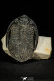 30269 - Finest Quality 3.90 Inch  Zlichovaspis rugosa Lower Devonian Trilobite