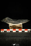 30269 - Finest Quality 3.90 Inch  Zlichovaspis rugosa Lower Devonian Trilobite