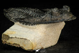 30269 - Finest Quality 3.90 Inch  Zlichovaspis rugosa Lower Devonian Trilobite
