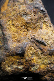 21387 - Sericho Pallasite Meteorite Polished Section 15.7g Fell in Kenya