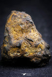 21387 - Sericho Pallasite Meteorite Polished Section 15.7g Fell in Kenya