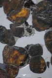 21388 - Sericho Pallasite Meteorite Polished Section 12g Fell in Kenya
