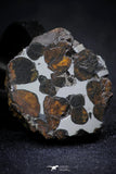 21388 - Sericho Pallasite Meteorite Polished Section 12g Fell in Kenya