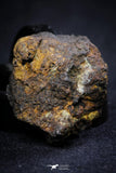 21388 - Sericho Pallasite Meteorite Polished Section 12g Fell in Kenya