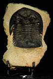 30271 - Top Quality 2.78 Inch  Zlichovaspis rugosa Lower Devonian Trilobite