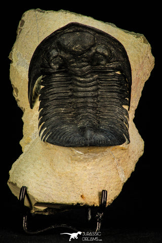 30271 - Top Quality 2.78 Inch  Zlichovaspis rugosa Lower Devonian Trilobite