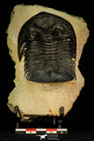 30271 - Top Quality 2.78 Inch  Zlichovaspis rugosa Lower Devonian Trilobite