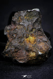 21389 - Sericho Pallasite Meteorite Polished Section 12g Fell in Kenya