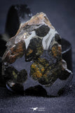 21390 - Sericho Pallasite Meteorite Polished Section 11.8g Fell in Kenya