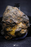 21390 - Sericho Pallasite Meteorite Polished Section 11.8g Fell in Kenya