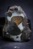 21391 - Sericho Pallasite Meteorite Polished Section 13.8g Fell in Kenya