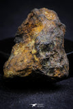21391 - Sericho Pallasite Meteorite Polished Section 13.8g Fell in Kenya