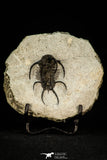 30272 - Outstanding 1.86 Inch Ceratarges sp Middle Devonian Trilobite