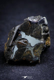 21392 - Sericho Pallasite Meteorite Polished Section 16.0g Fell in Kenya