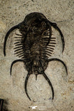 30272 - Outstanding 1.86 Inch Ceratarges sp Middle Devonian Trilobite