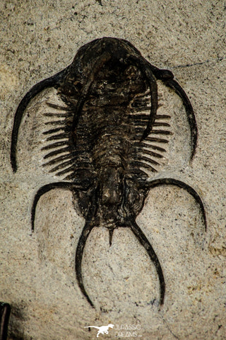 30272 - Outstanding 1.86 Inch Ceratarges sp Middle Devonian Trilobite