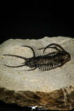30272 - Outstanding 1.86 Inch Ceratarges sp Middle Devonian Trilobite