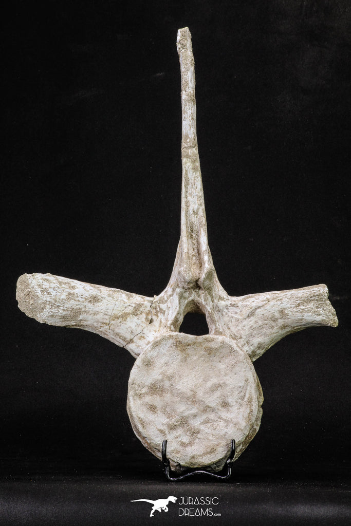 20341 - Museum Grade 11.65 Inch Elasmosaurus (Zarafasaura oceanis) Vertebra Bone