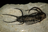 30272 - Outstanding 1.86 Inch Ceratarges sp Middle Devonian Trilobite