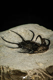 30272 - Outstanding 1.86 Inch Ceratarges sp Middle Devonian Trilobite