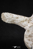 20341 - Museum Grade 11.65 Inch Elasmosaurus (Zarafasaura oceanis) Vertebra Bone