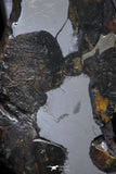 21393 - Sericho Pallasite Meteorite Polished Section 7.5g Fell in Kenya