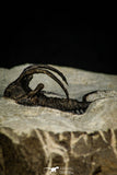 30272 - Outstanding 1.86 Inch Ceratarges sp Middle Devonian Trilobite