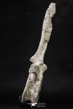 20341 - Museum Grade 11.65 Inch Elasmosaurus (Zarafasaura oceanis) Vertebra Bone