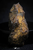21393 - Sericho Pallasite Meteorite Polished Section 7.5g Fell in Kenya