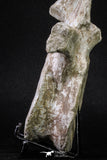 20341 - Museum Grade 11.65 Inch Elasmosaurus (Zarafasaura oceanis) Vertebra Bone