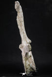 20341 - Museum Grade 11.65 Inch Elasmosaurus (Zarafasaura oceanis) Vertebra Bone