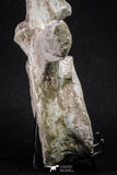 20341 - Museum Grade 11.65 Inch Elasmosaurus (Zarafasaura oceanis) Vertebra Bone