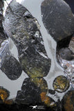 21394 - Sericho Pallasite Meteorite Polished Section 13.1g Fell in Kenya