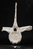 20341 - Museum Grade 11.65 Inch Elasmosaurus (Zarafasaura oceanis) Vertebra Bone