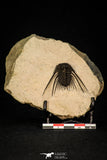 30273 - Outstanding 1.70 Inch Kettneraspis prescheri (Long Occipital Horn) Lower Devonian Trilobite