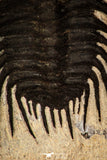 30273 - Outstanding 1.70 Inch Kettneraspis prescheri (Long Occipital Horn) Lower Devonian Trilobite