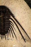30273 - Outstanding 1.70 Inch Kettneraspis prescheri (Long Occipital Horn) Lower Devonian Trilobite